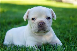 Fern - puppy for sale