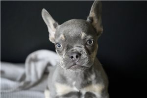 Evelyn - French Bulldog for sale