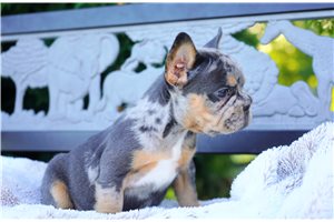 Christie - French Bulldog for sale