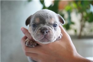Cornelius - puppy for sale