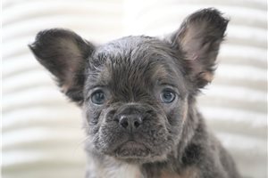 Chrissy - French Bulldog for sale