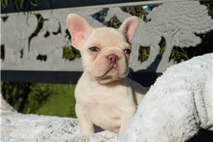 Fairy - French Bulldog for sale
