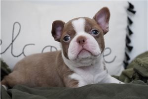 Kaleb - French Bulldog for sale
