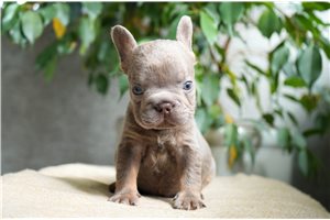 Corky - French Bulldog for sale