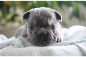 Corvus - puppy for sale