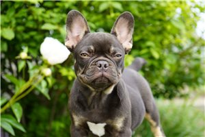 Emma - French Bulldog for sale