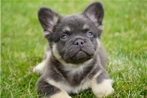 Ezra - French Bulldog for sale
