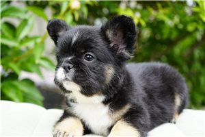 Basil - French Bulldog for sale