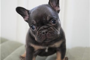 Grayson - French Bulldog for sale