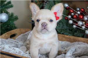 Megan - French Bulldog for sale