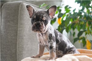 Filly - French Bulldog for sale
