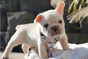 Micah - puppy for sale