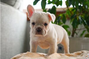 Cruz - French Bulldog for sale