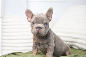 Corky - French Bulldog for sale