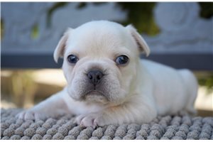 Fitz - puppy for sale