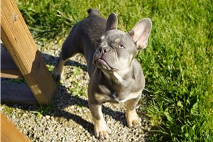 Evelyn - French Bulldog for sale
