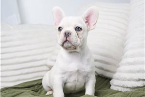 Cruz - French Bulldog for sale