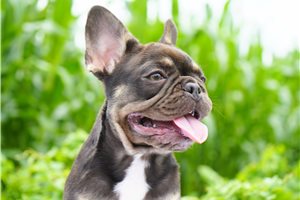 Brenda - puppy for sale