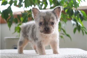 Corbin - French Bulldog for sale