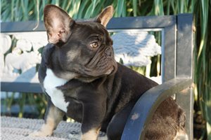 Bliss - puppy for sale