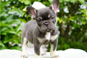 Brenda - French Bulldog for sale