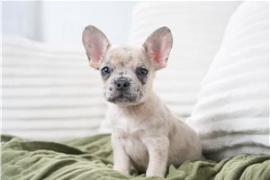 Cubby - French Bulldog for sale