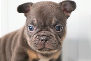 Emma - French Bulldog for sale