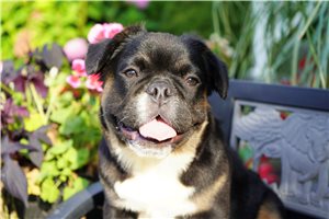 Basil - French Bulldog for sale