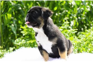 Basil - French Bulldog for sale