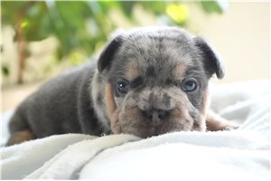 Christie - puppy for sale