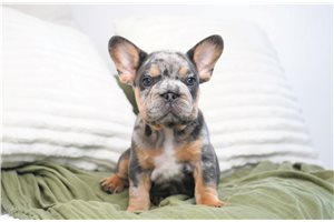 Christie - French Bulldog for sale