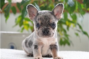 Clementine - puppy for sale