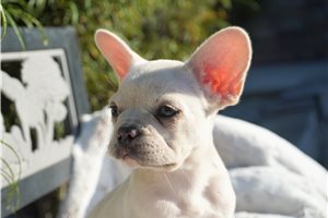 Fern - French Bulldog for sale