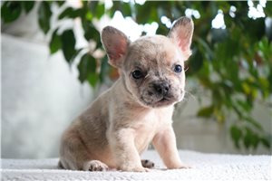 Cubby - French Bulldog for sale