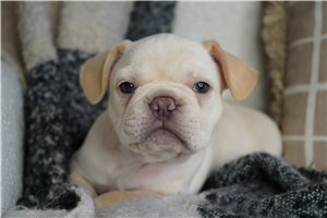 Merc - French Bulldog for sale