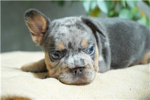 Christie - French Bulldog for sale