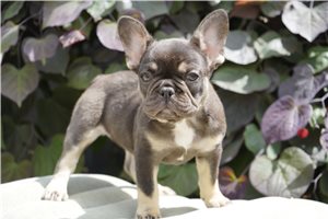 Brenda - French Bulldog for sale