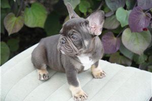 Bliss - French Bulldog for sale