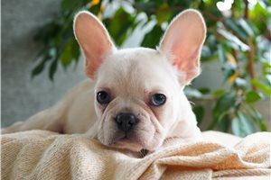 Fitz - French Bulldog for sale