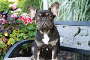 Brenda - French Bulldog for sale