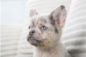 Corbin - French Bulldog for sale