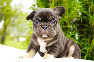 Bliss - puppy for sale