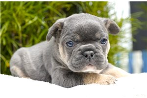 Brent - puppy for sale