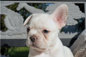 Cruz - French Bulldog for sale