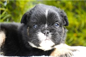 Basil - puppy for sale