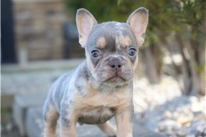 Cornelius - French Bulldog for sale