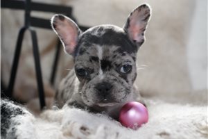 Leah - Frenchton for sale