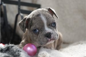 Lindsey - Frenchton for sale