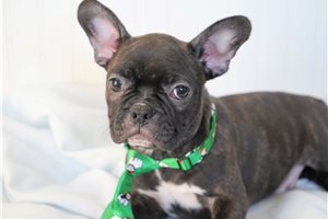 Lucian - Frenchton for sale