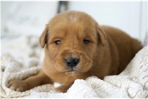 Raleigh - Golden Retriever for sale